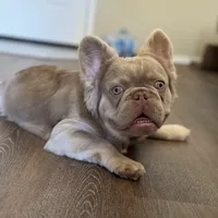 Newshade Isabella fluffy, a male French Bulldog for sale in Sacramento, CA – Photo 2 of 7