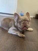 Newshade Isabella fluffy, a male French Bulldog for sale in Sacramento, CA – Photo 2 of 7