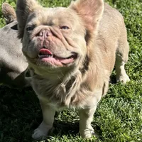 Newshade Isabella fluffy, a male French Bulldog for sale in Sacramento, CA – Photo 1 of 7