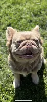 Newshade Isabella fluffy, a male French Bulldog for sale in Sacramento, CA – Photo 7 of 7