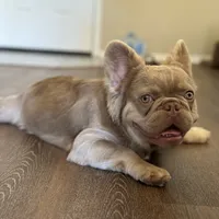 Newshade Isabella fluffy, a male French Bulldog for sale in Sacramento, CA – Photo 3 of 7