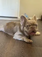 Newshade Isabella fluffy, a male French Bulldog for sale in Sacramento, CA – Photo 3 of 7