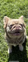 Newshade Isabella and tan fluffy , a male French Bulldog for sale in Sacramento, CA – 4 of 4