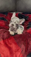 Hank, a male French Bulldog for sale in Sacramento, CA – 2 of 5