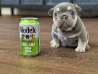 Crema, a female French Bulldog for sale in Sacramento, CA – 5 of 8