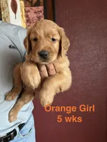 Orange collar, a female Golden Retriever for sale in Fresno, CA – 2 of 2