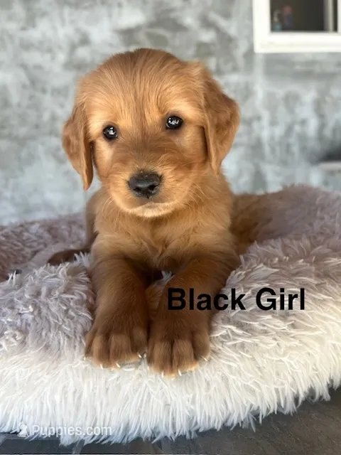 Black collar  – Golden Retriever puppy for sale in Fresno, CA