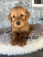 Black collar , a female Golden Retriever for sale in Fresno, CA – 1 of 10
