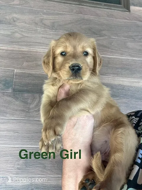 Green collar – Golden Retriever puppy for sale in Fresno, CA
