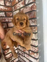 Black collar , a female Golden Retriever for sale in Fresno, CA – 9 of 10