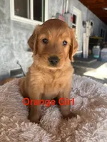 Black collar , a female Golden Retriever for sale in Fresno, CA – 2 of 10