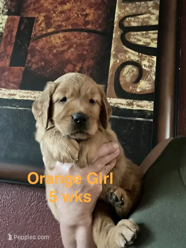 Orange collar – Golden Retriever puppy for sale in Fresno, CA