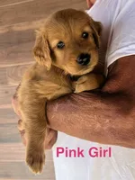 Black collar , a female Golden Retriever for sale in Fresno, CA – 4 of 10