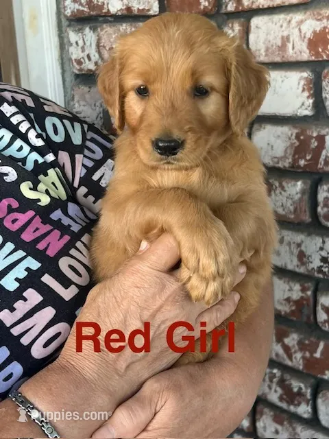 Red collar – Golden Retriever puppy for sale in Fresno, CA