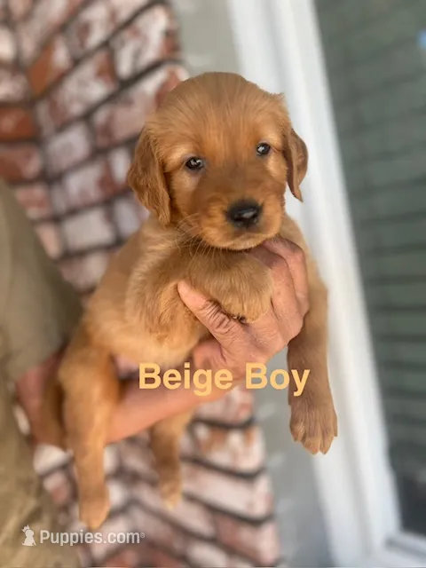 Beige Boy collar  – Golden Retriever puppy for sale in Fresno, CA