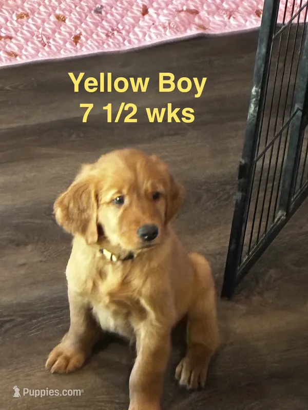 Yellow Boy collar – Golden Retriever puppy for sale in Fresno, CA