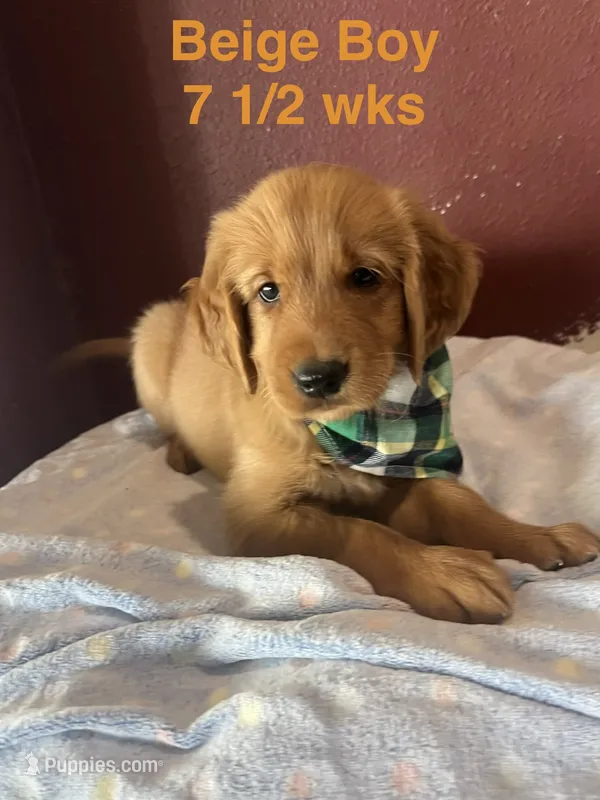 Beige Boy collar  – Golden Retriever puppy for sale in Fresno, CA