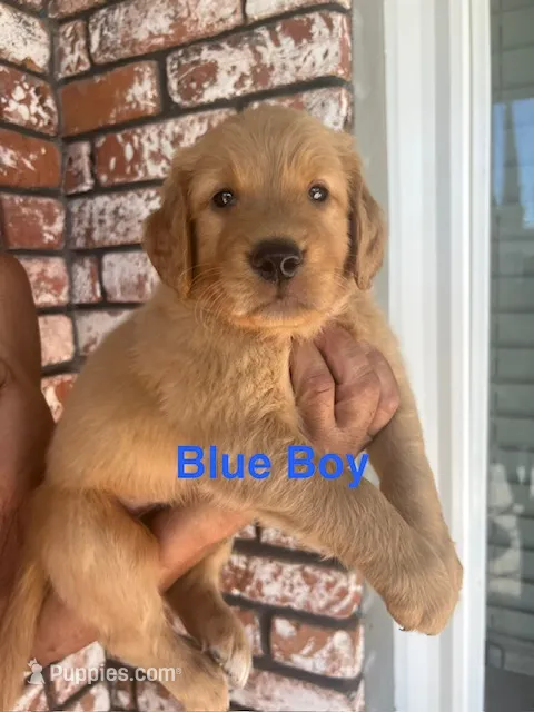 Blue collar – Golden Retriever puppy for sale in Fresno, CA