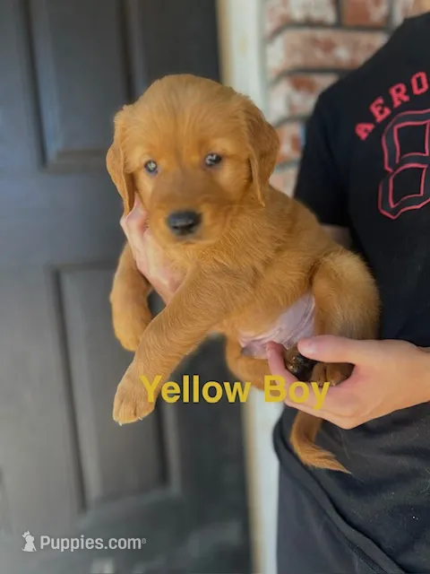 Yellow Boy collar – Golden Retriever puppy for sale in Fresno, CA