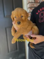 Yellow Boy collar, a male Golden Retriever for sale in Fresno, CA – 1 of 1