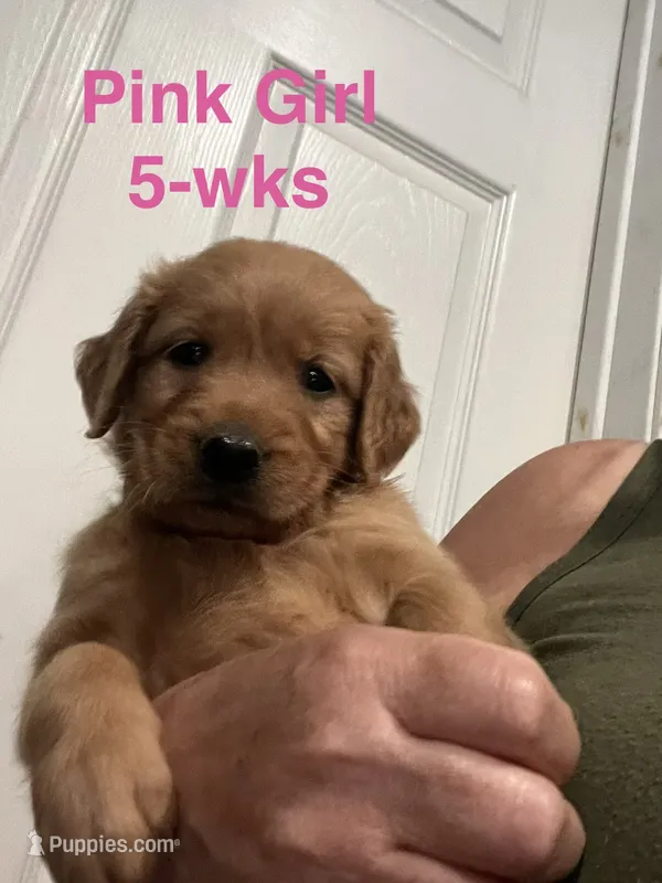Pink collar – Golden Retriever puppy for sale in Fresno, CA