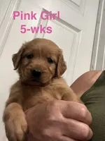 Pink collar, a female Golden Retriever for sale in Fresno, CA – 1 of 1