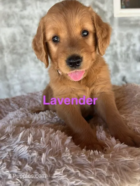 Lavender collar – Golden Retriever puppy for sale in Fresno, CA