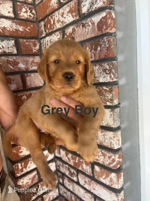 Grey Boy collar – Golden Retriever puppy for sale in Fresno, CA