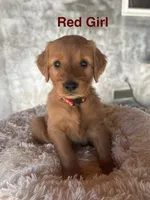 Black collar , a female Golden Retriever for sale in Fresno, CA – 6 of 10