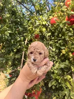 Puppy 1, a male Poodle - Toy  for sale in West Sacramento, CA – 2 of 2