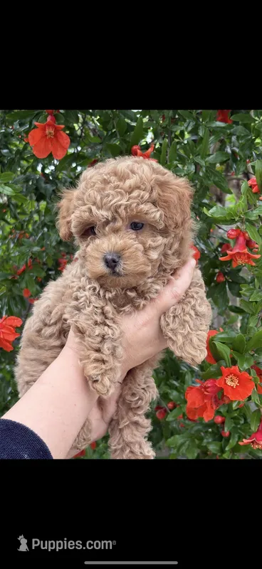 Coco – Poodle - Toy  puppy for sale in West Sacramento, CA