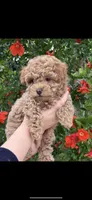Coco, a male Poodle - Toy  for sale in West Sacramento, CA – 1 of 1