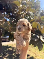 Puppy 3, a female Poodle - Toy  for sale in West Sacramento, CA – 2 of 2