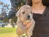 Puppy 3, a female Poodle - Toy  for sale in West Sacramento, CA – 1 of 2