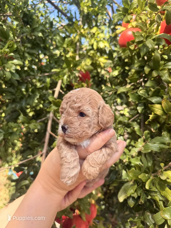Puppy 1 – Poodle - Toy  puppy for sale in West Sacramento, CA