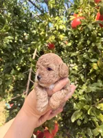 Puppy 1, a male Poodle - Toy  for sale in West Sacramento, CA – 1 of 2