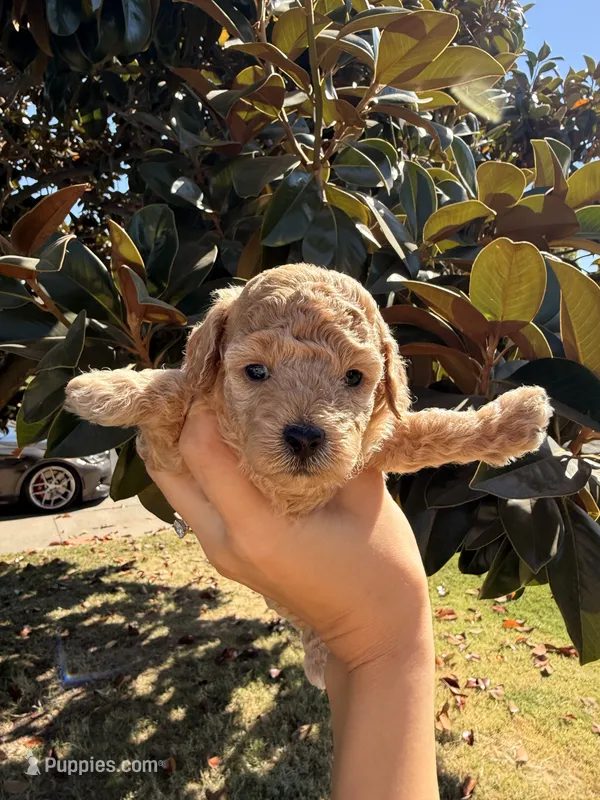 Puppy 2 – Poodle - Toy  puppy for sale in West Sacramento, CA
