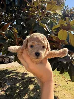 Puppy 2, a male Poodle - Toy  for sale in West Sacramento, CA – 1 of 2