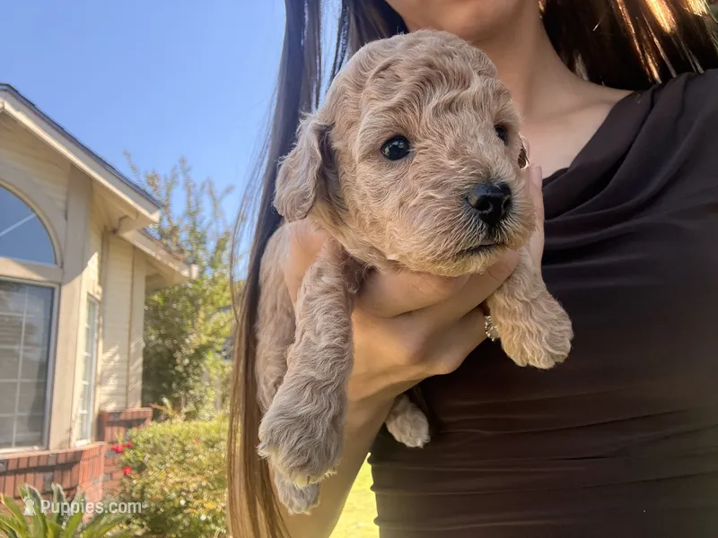 Puppy 4 – Poodle - Toy  puppy for sale in West Sacramento, CA
