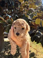 Puppy 2, a male Poodle - Toy  for sale in West Sacramento, CA – 2 of 2