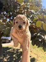 Puppy 4, a female Poodle - Toy  for sale in West Sacramento, CA – 2 of 2