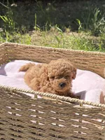 Leo, a male Poodle - Toy  for sale in West Sacramento, CA – 2 of 2