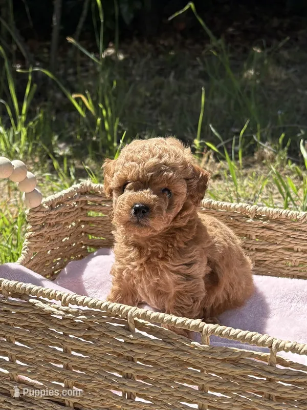 Leo – Poodle - Toy  puppy for sale in West Sacramento, CA