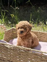 Leo, a male Poodle - Toy  for sale in West Sacramento, CA – 1 of 2