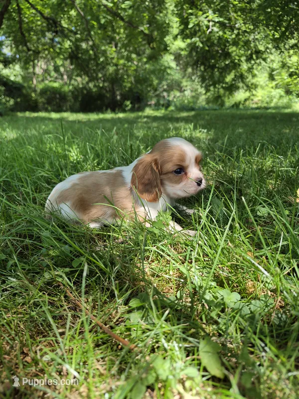 Randy – Cavalier King Charles Spaniel puppy for sale in Middlesex, NY