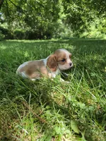 Randy, a male Cavalier King Charles Spaniel for sale in Middlesex, NY – 8 of 8