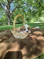 Randy, a male Cavalier King Charles Spaniel for sale in Middlesex, NY – 3 of 8