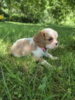 Twinkle , a female Cavalier King Charles Spaniel for sale in Middlesex, NY – 4 of 7