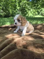 Tracy, a female Cavalier King Charles Spaniel for sale in Middlesex, NY – 3 of 7