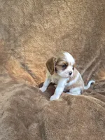 Rascal, a male Cavalier King Charles Spaniel for sale in Middlesex, NY – 7 of 7